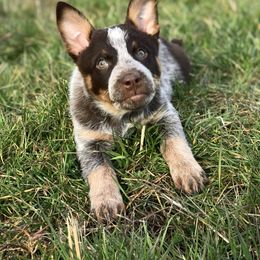 Australian Cattle Dog Puppies from Tri Star Heelers