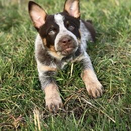 Australian Cattle Dog Puppies from Tri Star Heelers