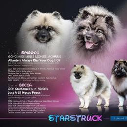 Aurora - Black and silver female Keeshond puppy in Ennis, Texas from StarStruck Keeshonden