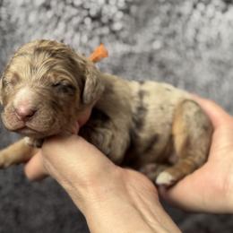 Peanut Butter - Red merle male Australian Shepherd puppy in Columbia Falls, Montana from Firefly Horse Co Wellness Retreat Center