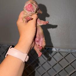 Boy 2 - Cream male Dachshund puppy in Paradise, California from Barnes’ Doxies