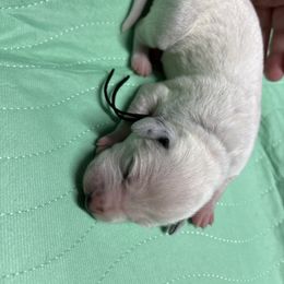 Black collar boy - White and black male Dalmatian puppy in Wilson, North Carolina from New Horizonz Dalmatians