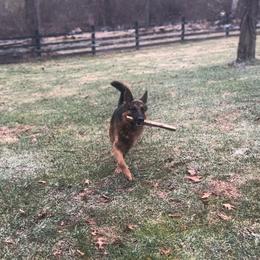 German Shepherd Puppies from Golden Ridge