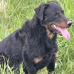 Rose - Black and tan female Beauceron puppy in Patten, Maine from Beaucerons De La Valle Katahdin