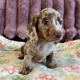 Maple - Dapple female Dachshund puppy in Ocala, Florida from Weenie Boops