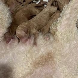 AKC Mulan - Red  female Poodle puppy in Harrisburg, Arkansas from Ransone’s Ridge Runners Poodles and Doodles