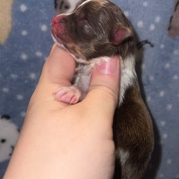 Flounder - Chocolate and tan Pomeranian puppy in Perry County, Ohio from Speechless Pom’s
