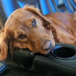 Tally - Golden Retriever