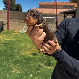 Knox - Chocolate and tan male Dachshund puppy in Moreno Valley, California from rdachshunds