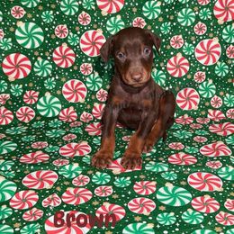 Brown collar - Red and rust male Doberman Pinscher puppy in Louisville, Kentucky from Ruiz Dobermans