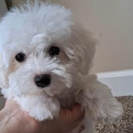 Maltipoo Puppies from Little Cupcakes and Little Punkins Maltipoos