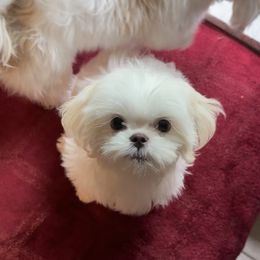 Shih Tzu Puppies from Prescious Shih Tzu’s