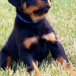 German Shepherd and Rottweiler Puppies from Dreamweaver Kennels