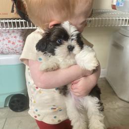 Shih Tzu Puppies from Tiny Bubbles Shih Tzus