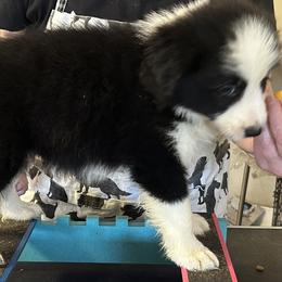 Easy - Black and white male Border Collie puppy in Giddings, Texas from JoyLee Border Collies