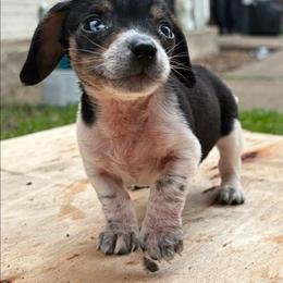 Branch - Black and tan male Dachshund puppy in Mesquite, Texas from 208 Dox Dynasty