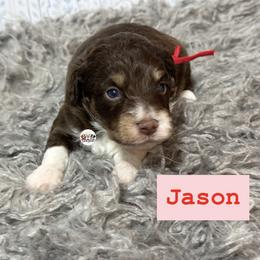 Jason - Red tri-color male Aussiedoodle puppy in Fort Worth, Texas from Doodles by Dada