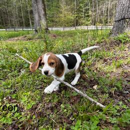 Baby Boy - Black tan and white male Beagle puppy in Monticello, Georgia from Beaglelove