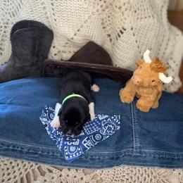 Boy 5 Tux - Black male Anatolian Pyrenees puppy in Clifton, Illinois from Mcginnis Guardian Dogs