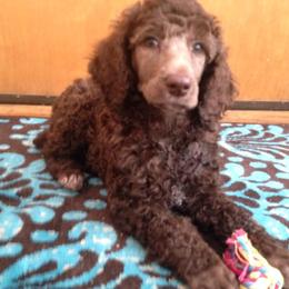 Poodle Puppies from Authentic Poodle Co