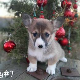 Boy 7 - Sable male Pembroke Welsh Corgi puppy in Nixa, Missouri from Pistol Creek Puppies