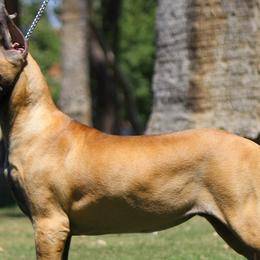 Dalmatians and Great Danes from JGD Great Danes & JGD Fyrehouse Dals (Fyredals)