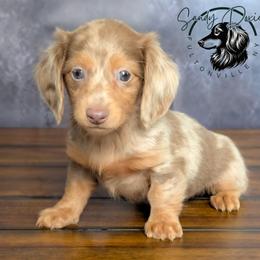 Royalty - Dapple female Dachshund puppy in Fultonville, New York from Sandy Aussies & Pomeranians