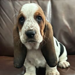 3,450.00 - Red collar Female - Black brown and white female Basset Hound puppy in Columbia, South Carolina from Pawmetto Hounds