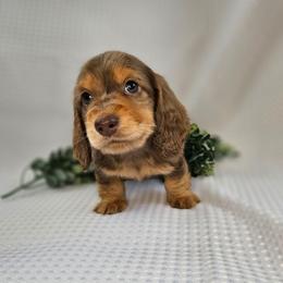 Rio - Dapple male Dachshund puppy in Anaconda, Montana from Montana Country Dachshunds
