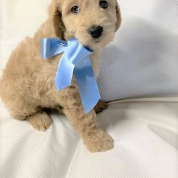 Goldendoodle Puppies from OnlyGoldendoodles