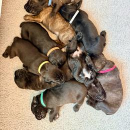 Fifth pick - Black brindle male Cane Corso puppy in Homestead, Florida from Sabal Palm Cane Corso