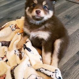 Pomsky Puppies from JC's Mitten Pomskies