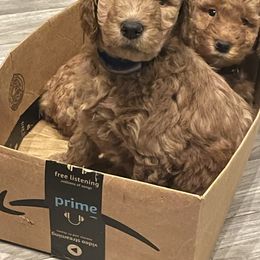 Goldendoodle Puppies from FurEver Friends Doodles
