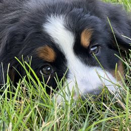 Bernese Mountain Dog and Pembroke Welsh Corgi Puppies from Highland Meadows