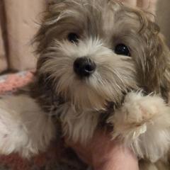 Midwest Mini Brandy - Beige female Mi-Ki puppy in Clearwater, Kansas from Midwest Mini Mi-kis