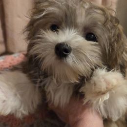 Midwest Mini Brandy - Beige female Mi-Ki puppy in Clearwater, Kansas from Midwest Mini Mi-kis