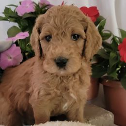 Goldendoodles from Ryan's Goldendoodles
