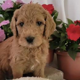Goldendoodles from Ryan's Goldendoodles