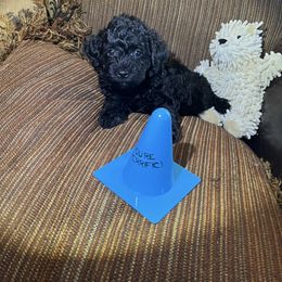 Raven - Black male Poodle puppy in St George, Utah from Pearson's Poodles