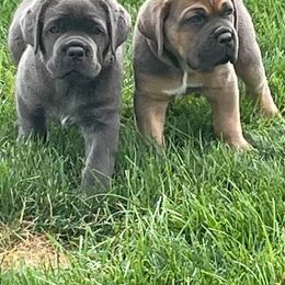 Cane Corso Puppies from Fedele's Cane Corso