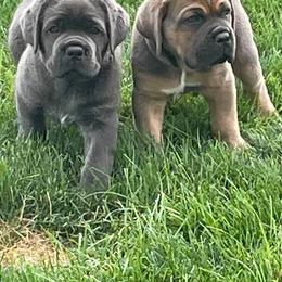 Cane Corso Puppies from Fedele's Cane Corso