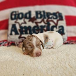 Dapple pie male - Chocolate and tan male Dachshund puppy in Herald, California from Bluegum Dachshunds