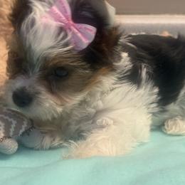 Blair - White and tan female Morkie puppy in Florence, Kentucky from 4paws4ever by Design