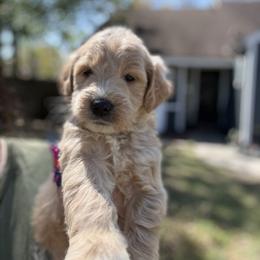 Robin - Cream male Goldendoodle puppy in Jacksonville, Florida from Dandelion Doodles