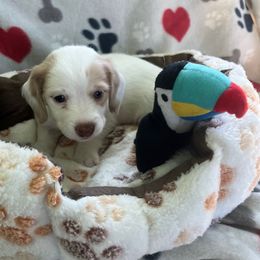 Purple - Piebald female Dachshund puppy in Cumby, Texas from Dog Daze Ranch