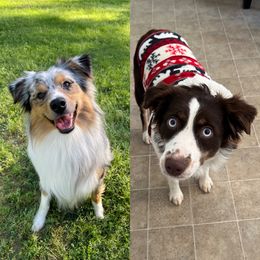 Australian Shepherd puppies from Southern Paws Mini Aussies