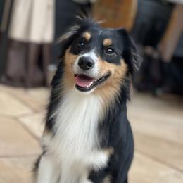 Donovan - Miniature Australian Shepherd