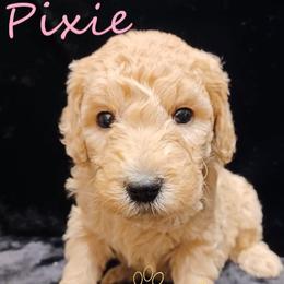 Goldendoodle and Poodle Puppies from Fisher River Doodle's