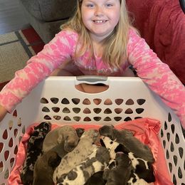 Great Dane Puppies from Tar River Great Danes