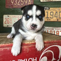 Birdie - Black and white female Siberian Husky puppy in Burnsville, North Carolina from Peterson Puppies